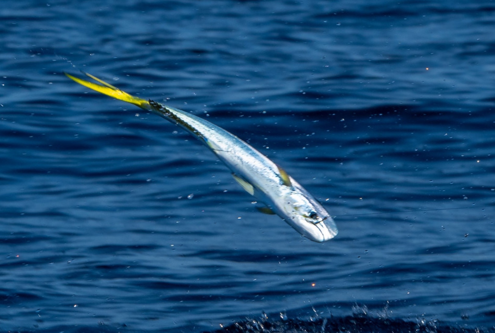 Mahi Jumping